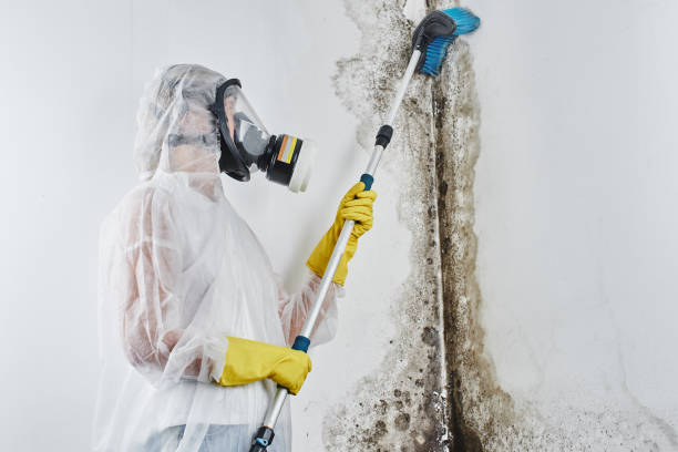 Best Commercial Mold Inspection  in Park Hills, MO